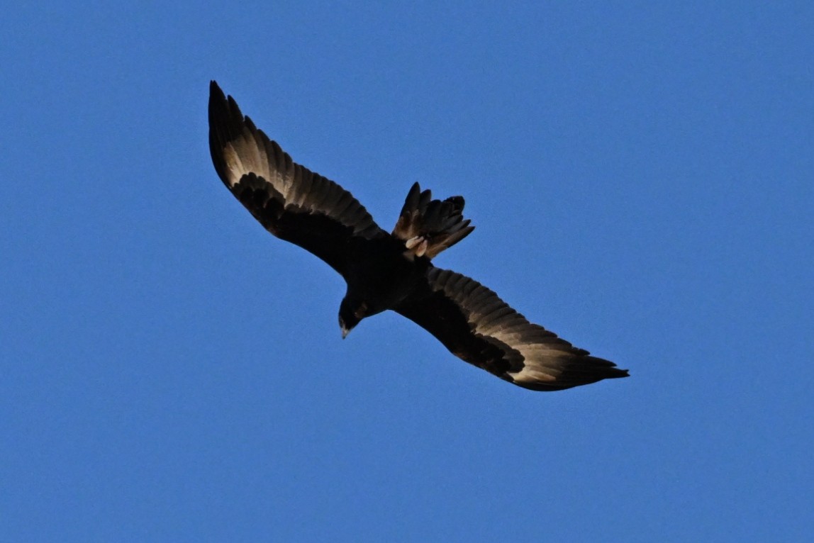 Wedge-tailed Eagle - ML659846525