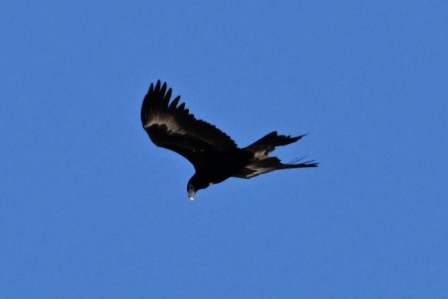 Wedge-tailed Eagle - ML659846528