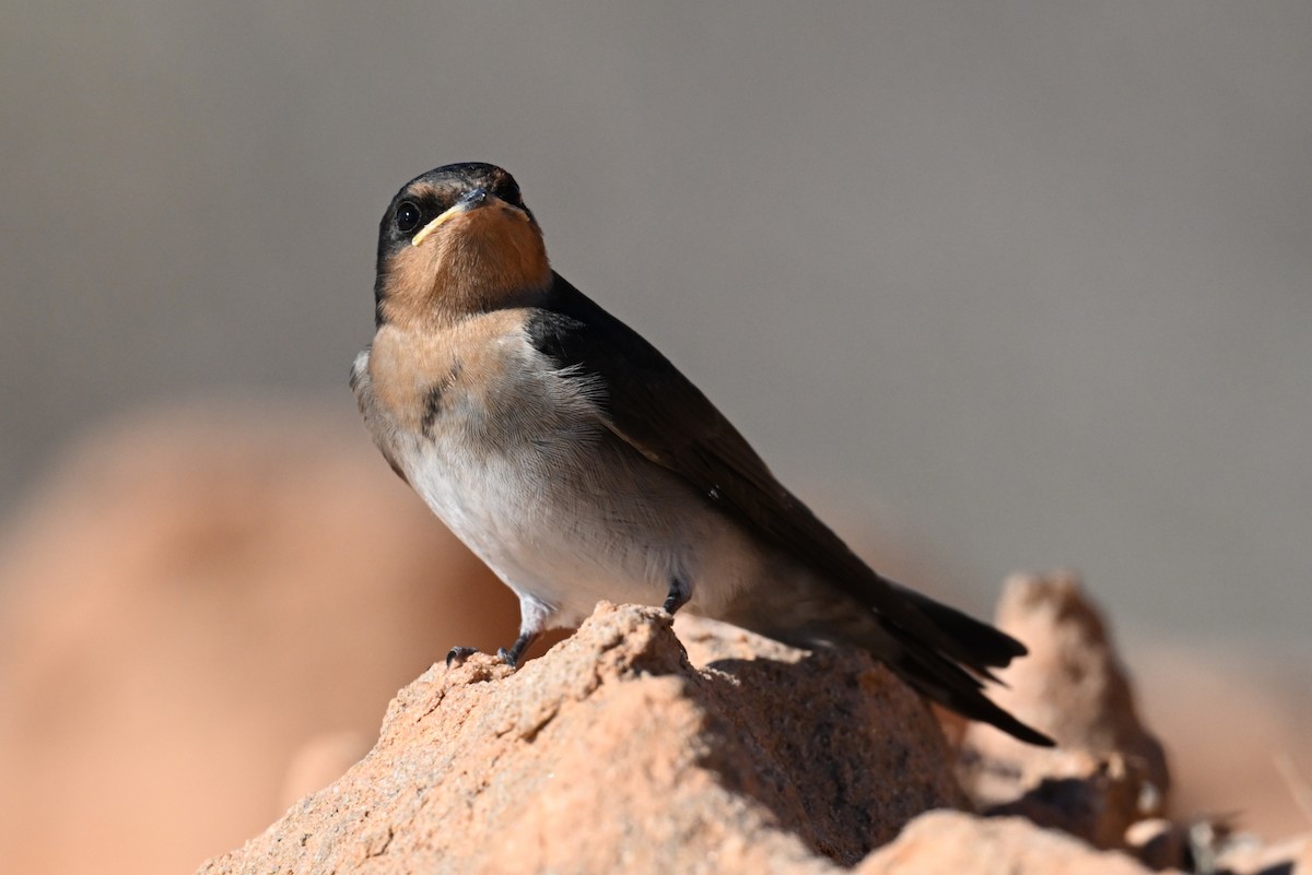 Welcome Swallow - ML659846555