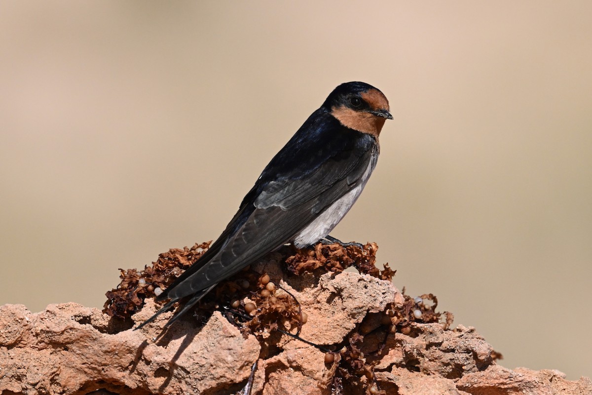 Welcome Swallow - ML659846562