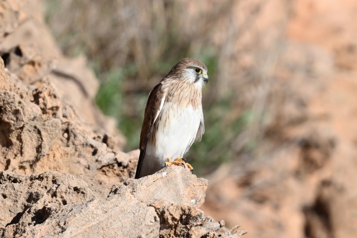 Nankeen Kestrel - ML659846564