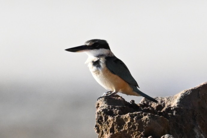 Sacred Kingfisher - ML659846565