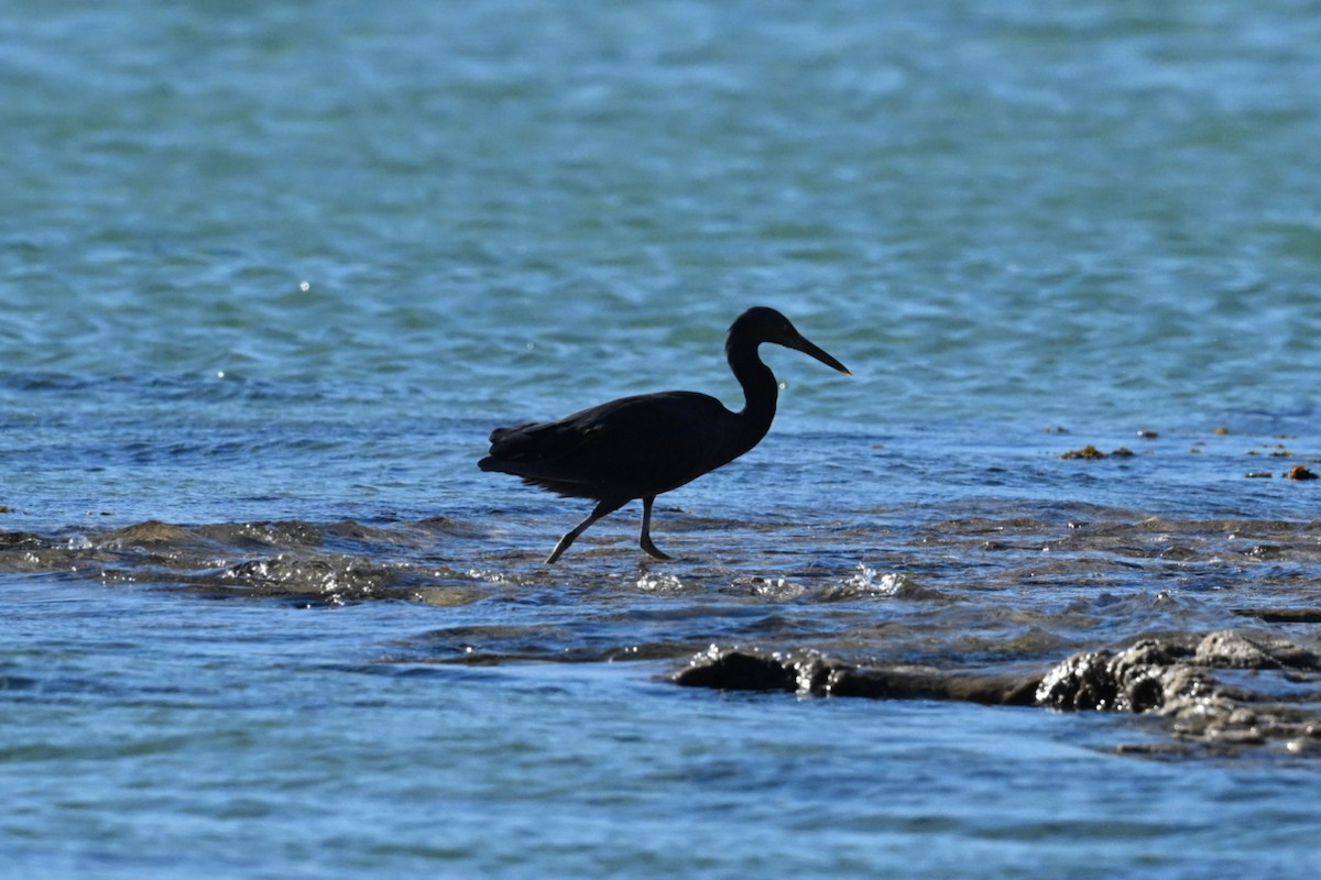 Pacific Reef-Heron - ML659846568