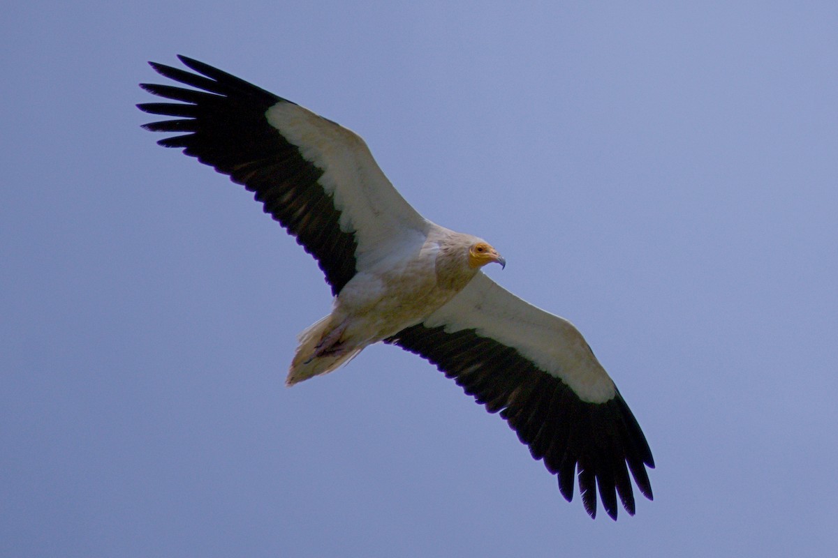 Capovaccaio - ML659847071