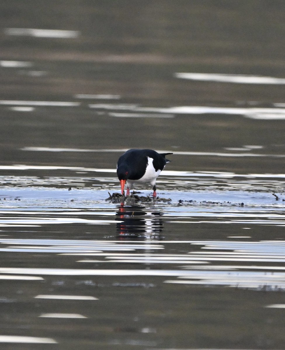 Pied Oystercatcher - ML659847744