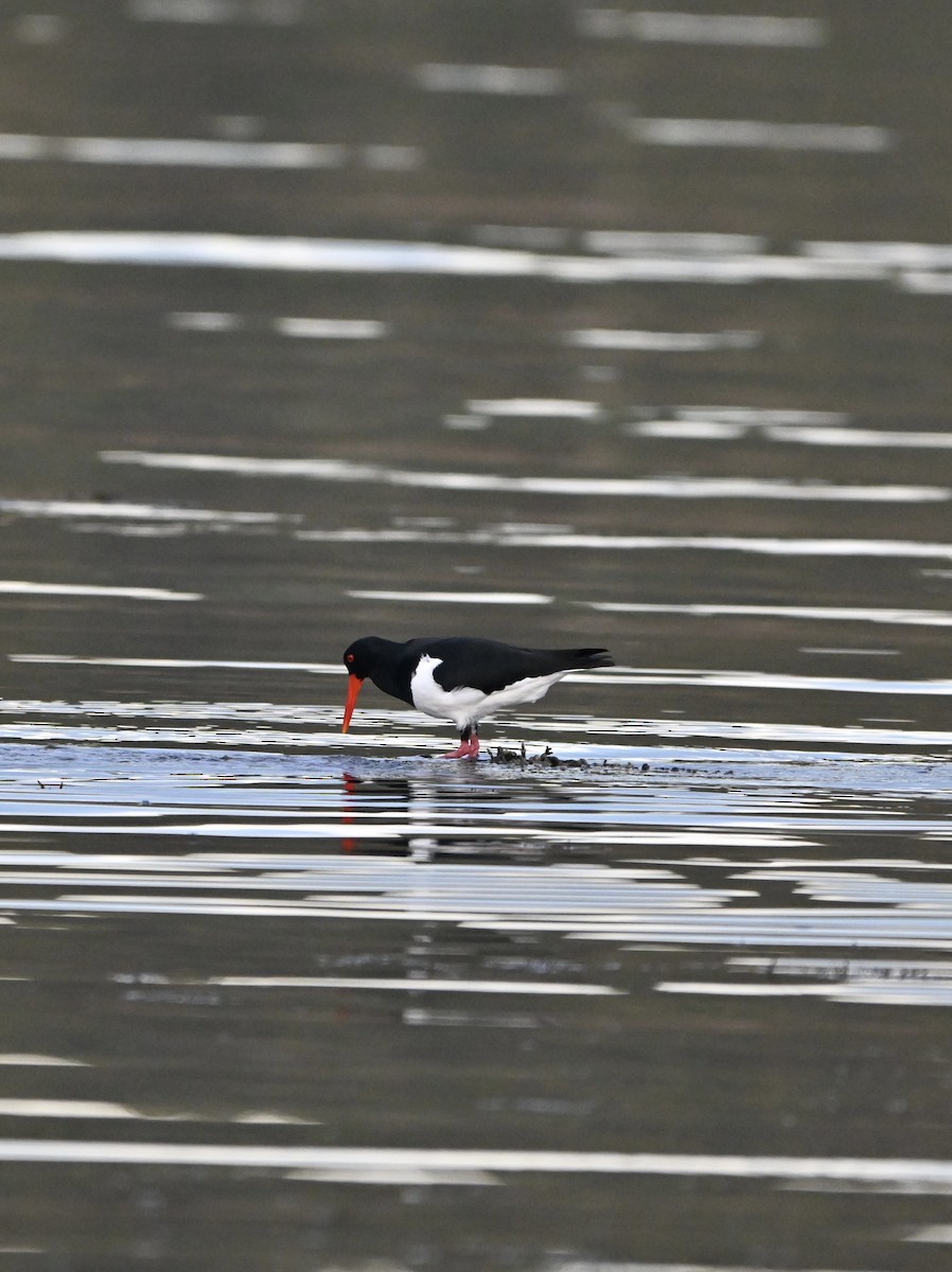 Pied Oystercatcher - ML659847745