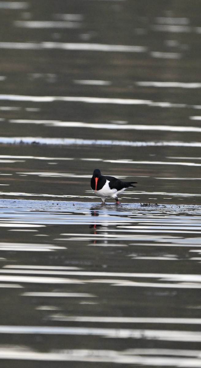 Pied Oystercatcher - ML659847746