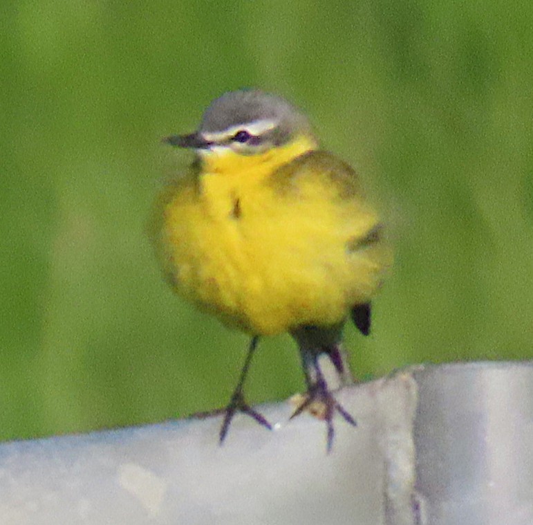 Western Yellow Wagtail - ML659847748