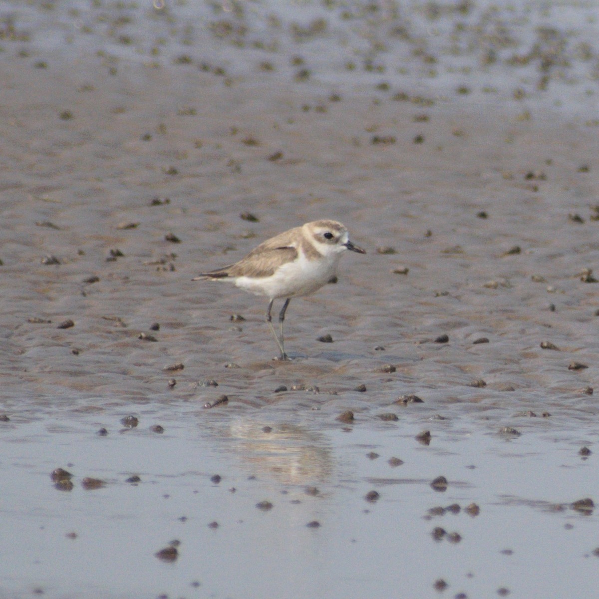 Tibetan Sand-Plover - ML659847757
