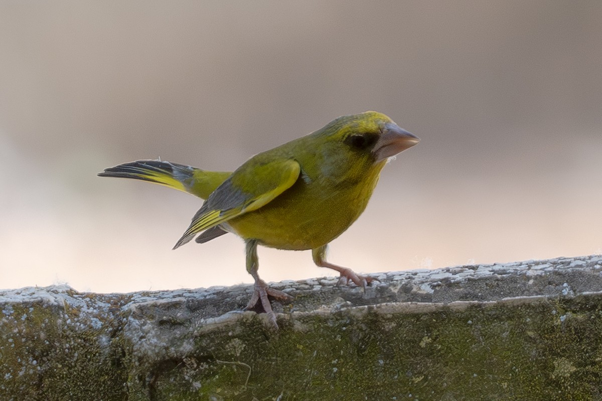 European Greenfinch - ML659847760