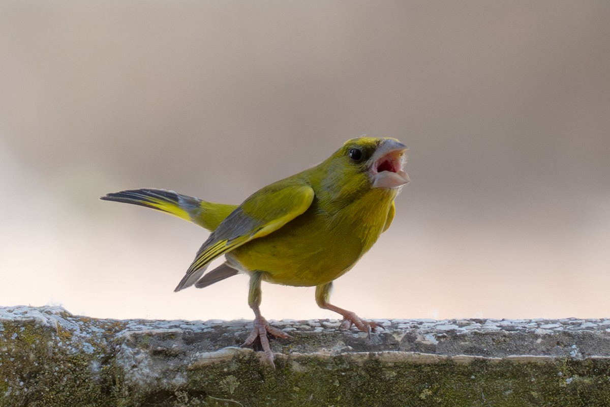 European Greenfinch - ML659847761