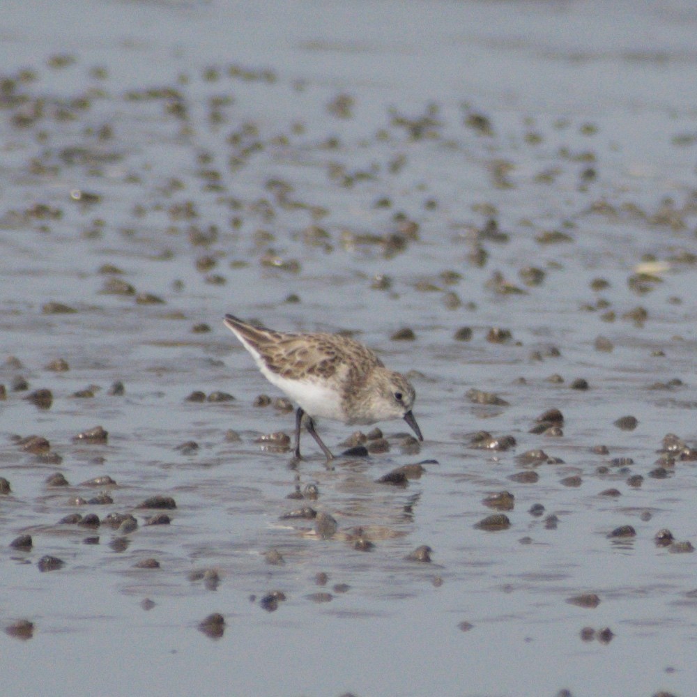 Little Stint - ML659847762