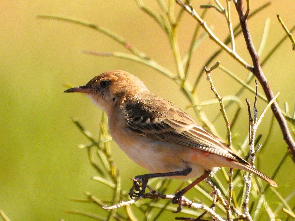 Crimson Chat - ML659847764
