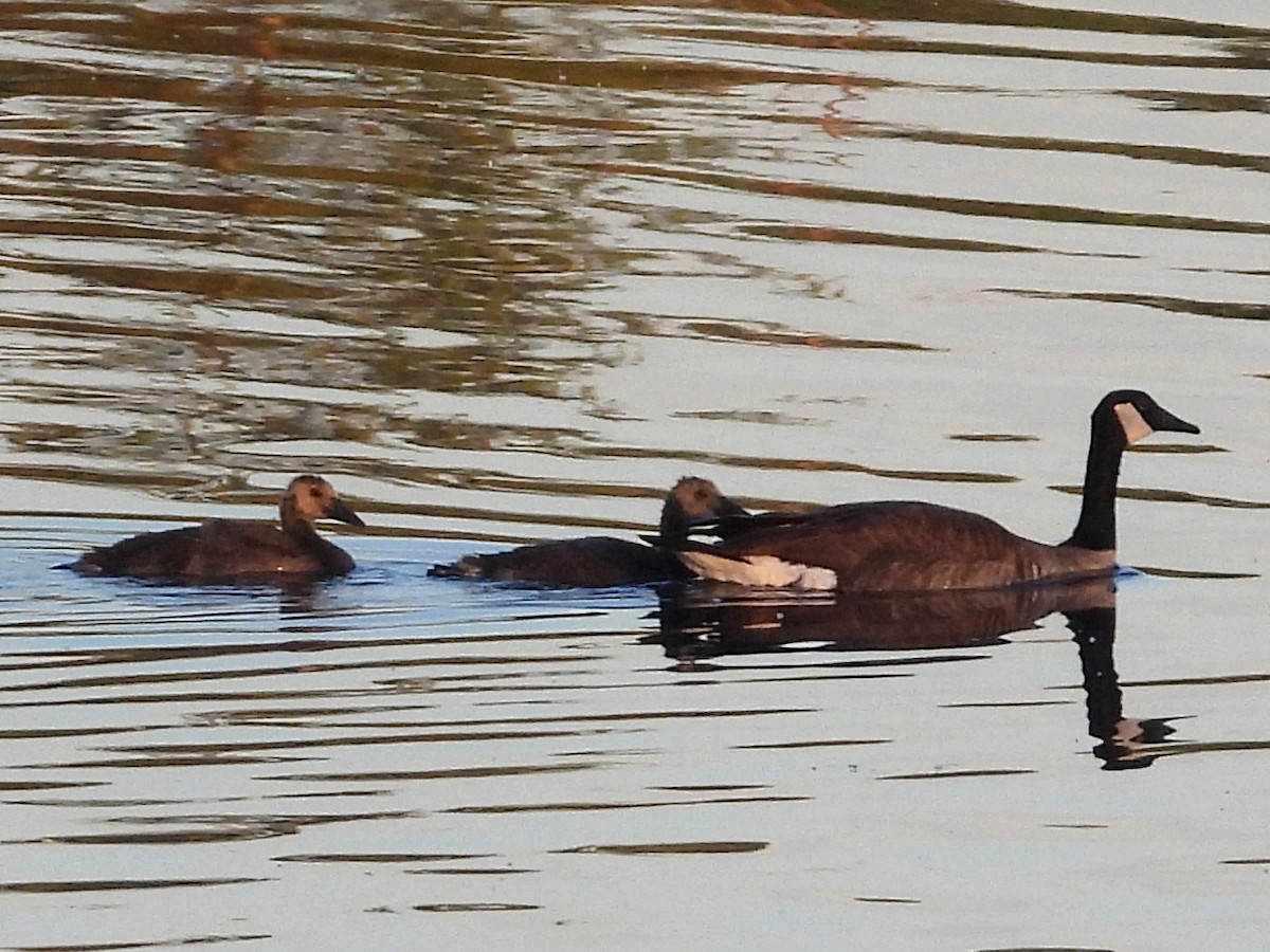 Canada Goose - ML659847765