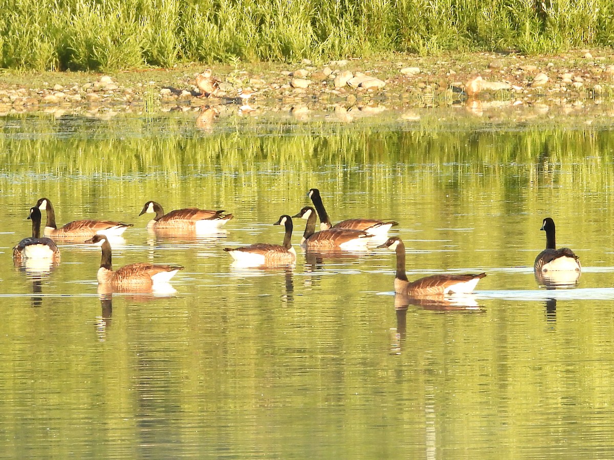 Canada Goose - ML659847767