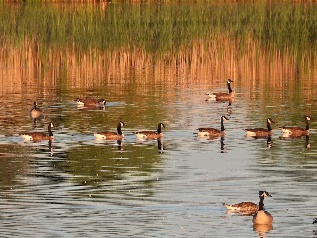 Canada Goose - ML659847770