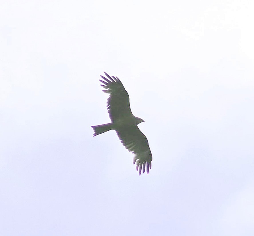 Common Buzzard - ML659847771