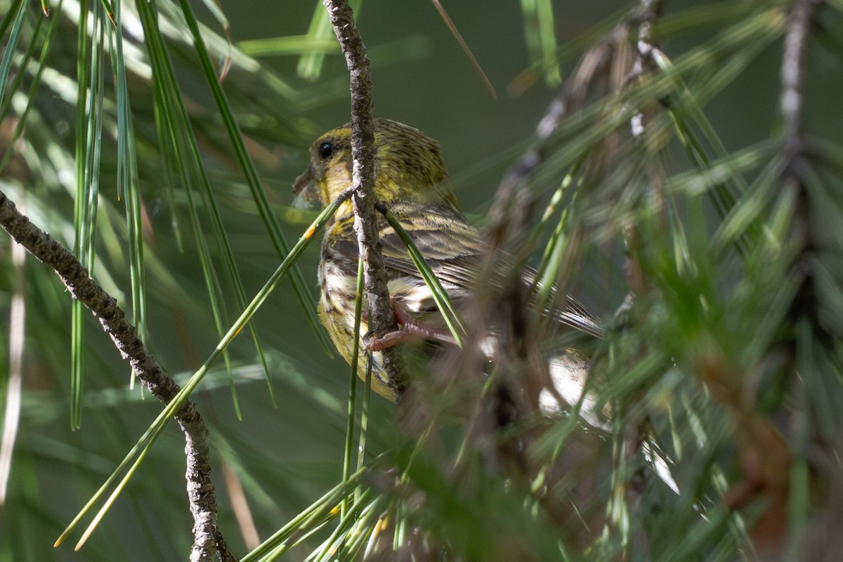 European Serin - ML659847773