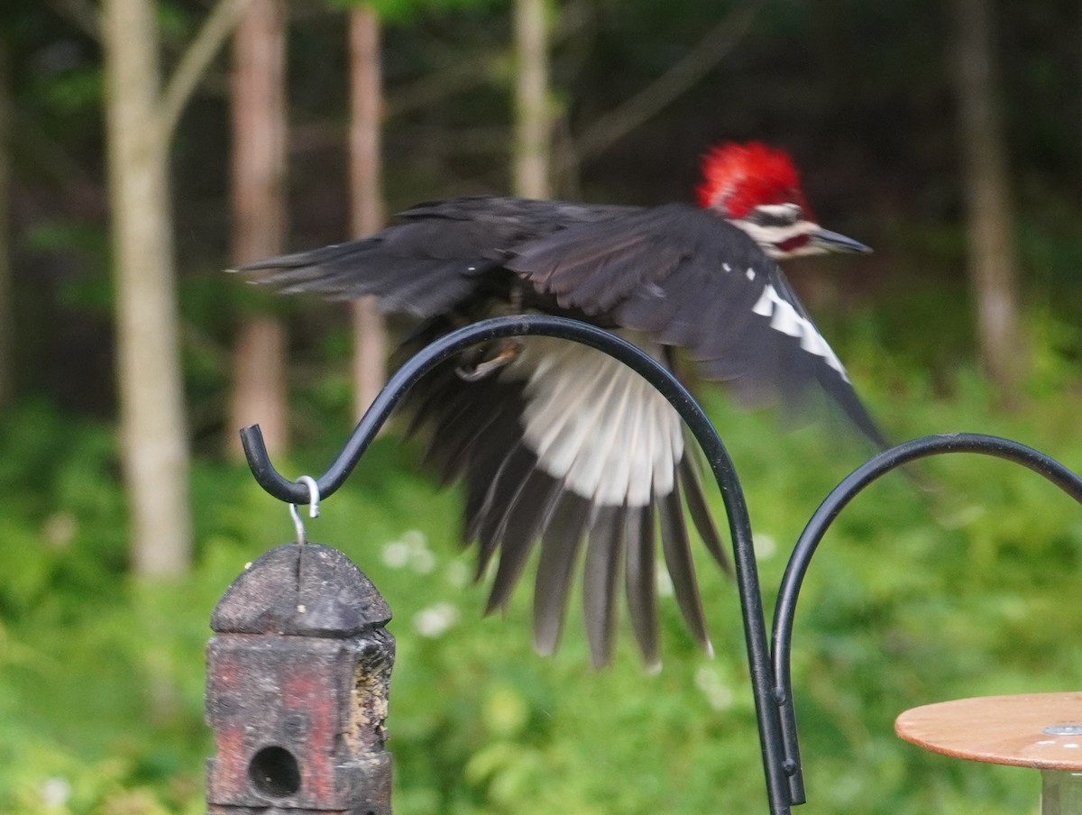 Pileated Woodpecker - ML659847779