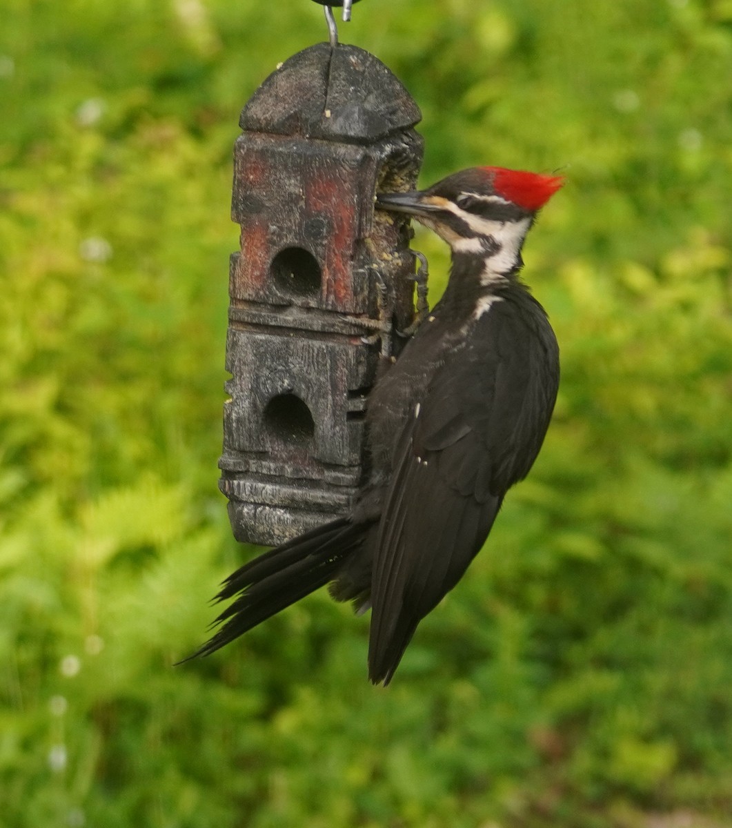 Pileated Woodpecker - ML659847782