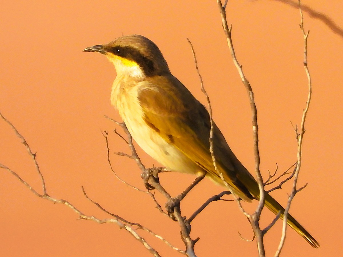 Singing Honeyeater - ML659847783