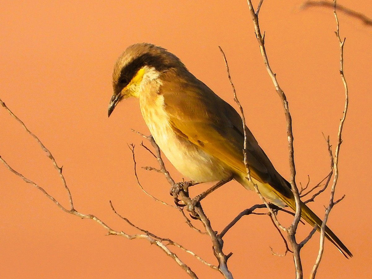 Singing Honeyeater - ML659847784