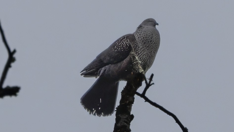 Speckled Wood-Pigeon - ML659847785