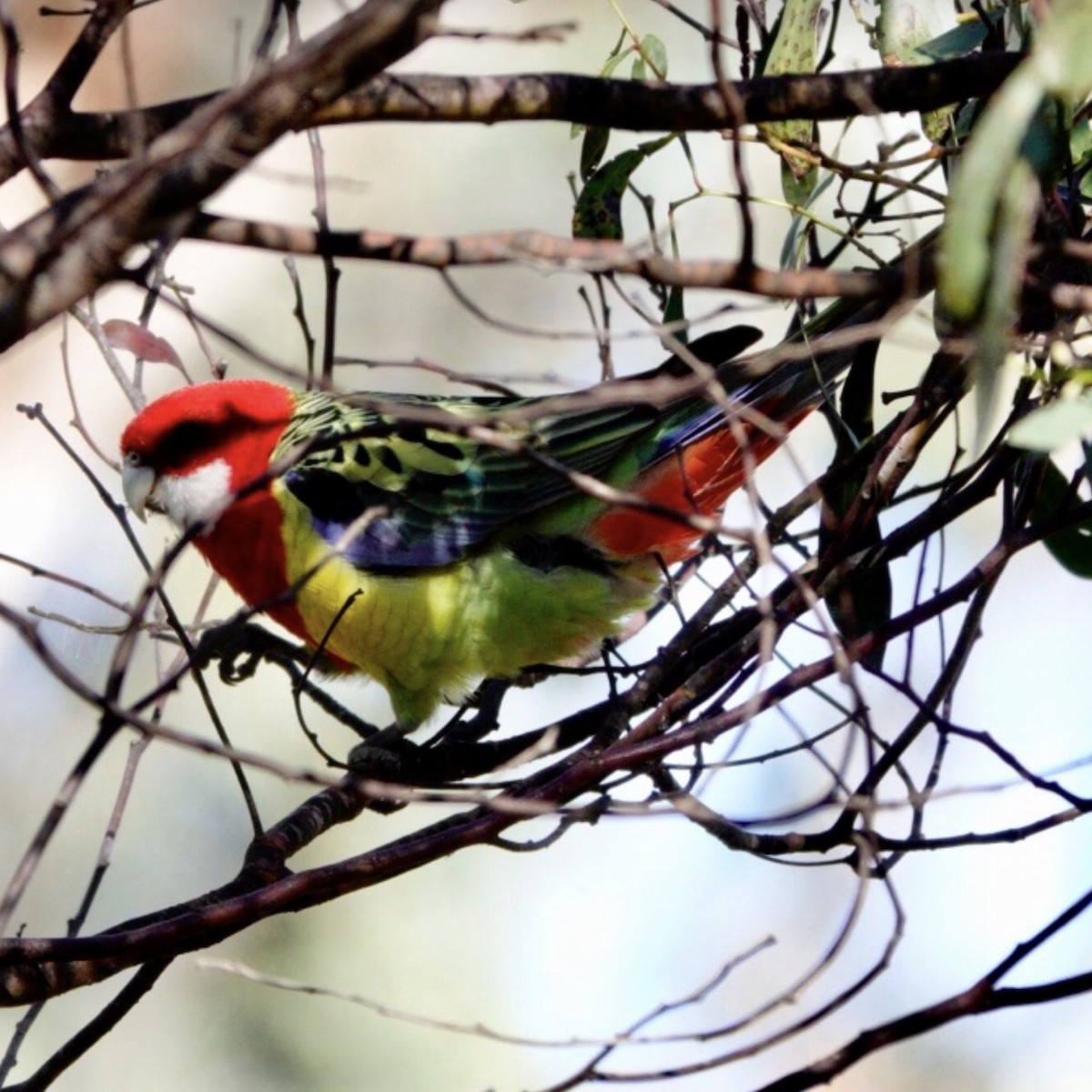Eastern Rosella - ML659847789