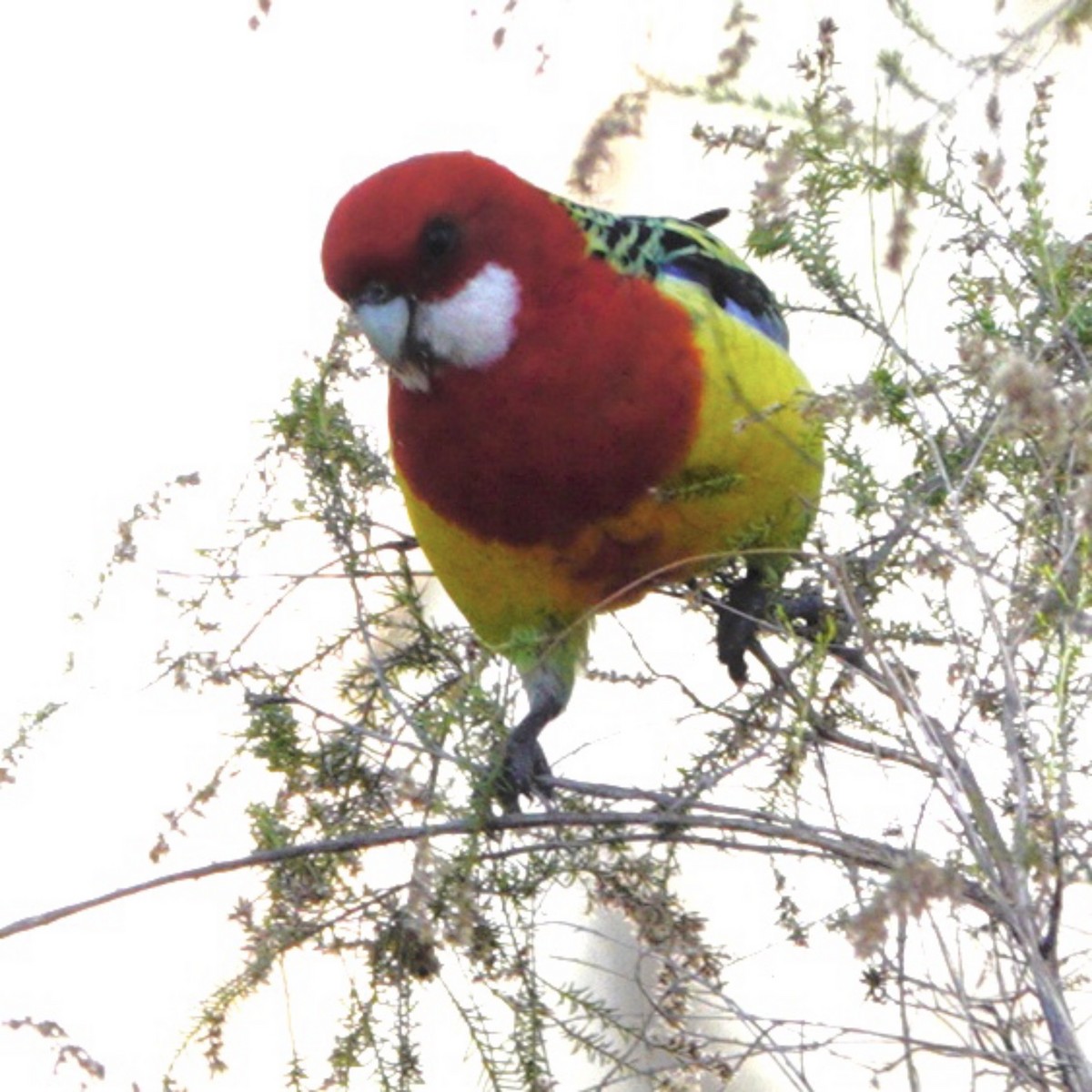 Eastern Rosella - ML659847790