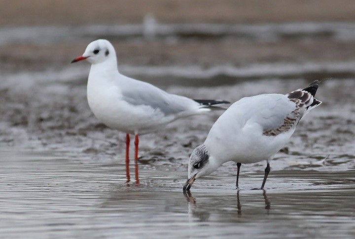 Black-headed/Mediterranean Gull - ML659847797