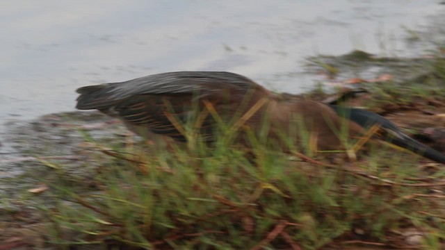 Little Heron - ML659848177