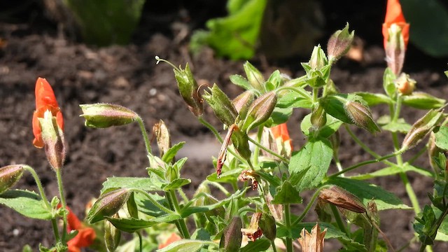 Rufous Hummingbird - ML659848422