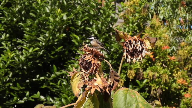 Black-capped Chickadee - ML659848431