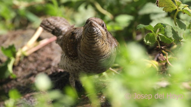 Eurasian Wryneck - ML659848443