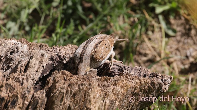 Eurasian Wryneck - ML659848614