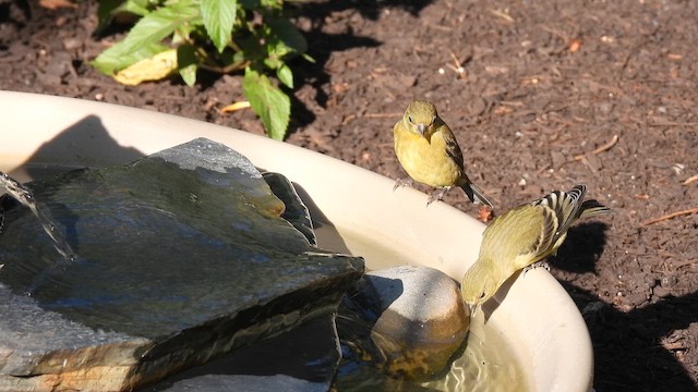 Lesser Goldfinch - ML659848619