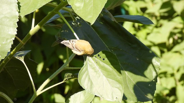 Lesser Goldfinch - ML659848630