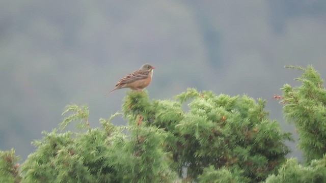 Ortolan Bunting - ML659849013