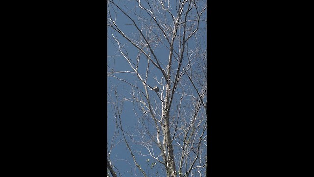 Mississippi Kite - ML659849227