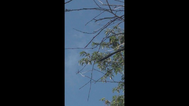 Mississippi Kite - ML659849287