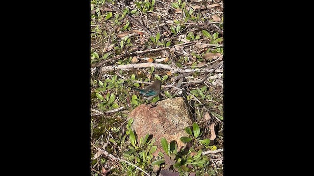 Splendid Fairywren - ML659849513