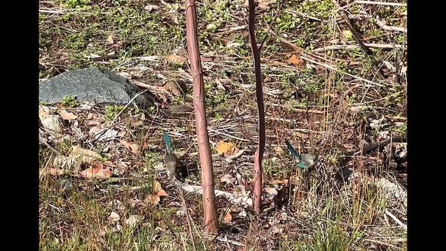 Splendid Fairywren - ML659849514