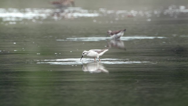 Wilson's Phalarope - ML659849534