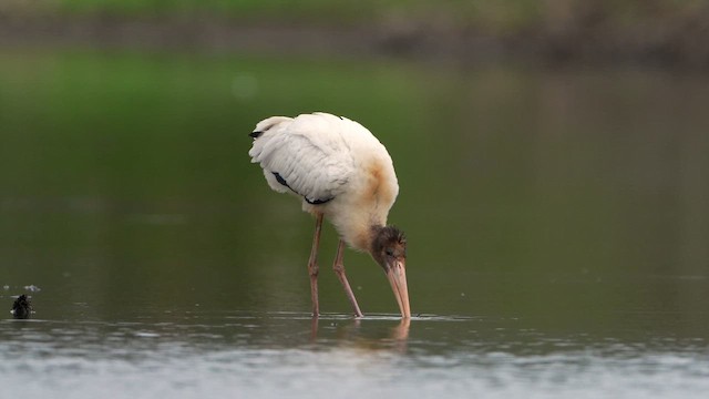 Wood Stork - ML659849547