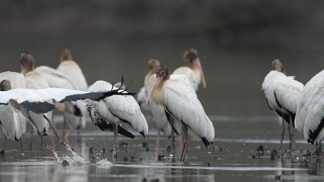 Wood Stork - ML659849548
