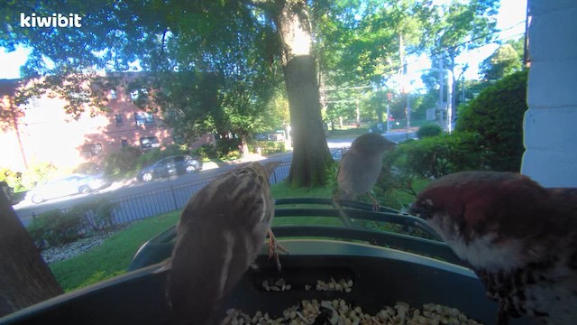 House Sparrow - ML659849580
