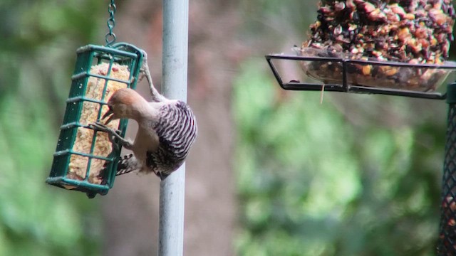 Red-bellied Woodpecker - ML659849619