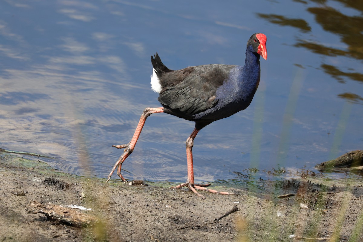 Australasian Swamphen - ML659850465
