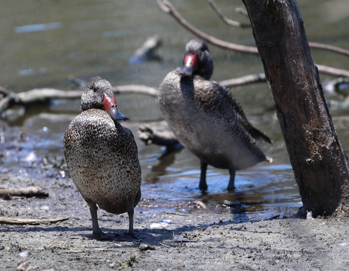 Freckled Duck - ML659850711