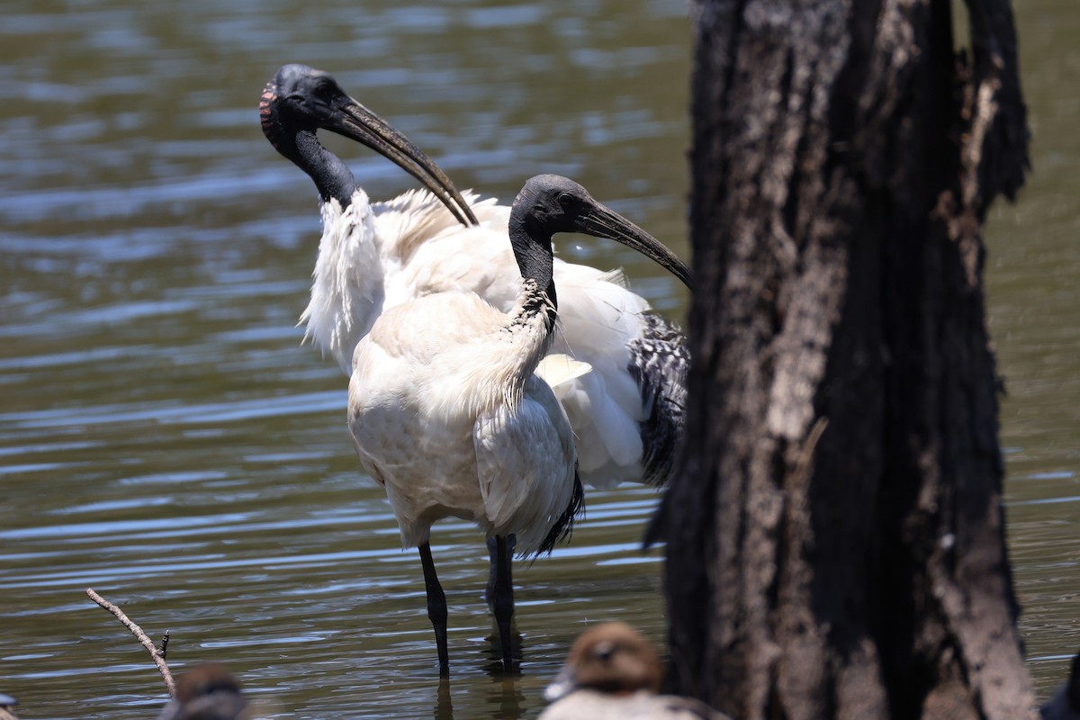 Australian Ibis - ML659850714